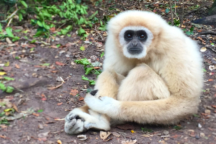 5-Star-Stories-monkeyland