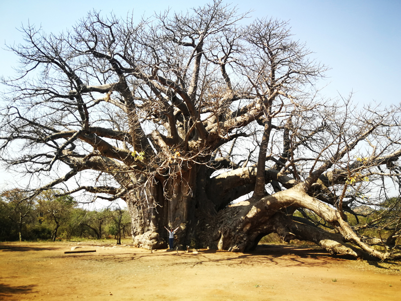 sagole-baobab-south-africa