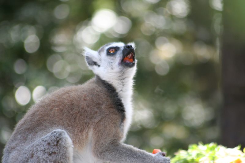 monkeyland-garden-route-south-africa