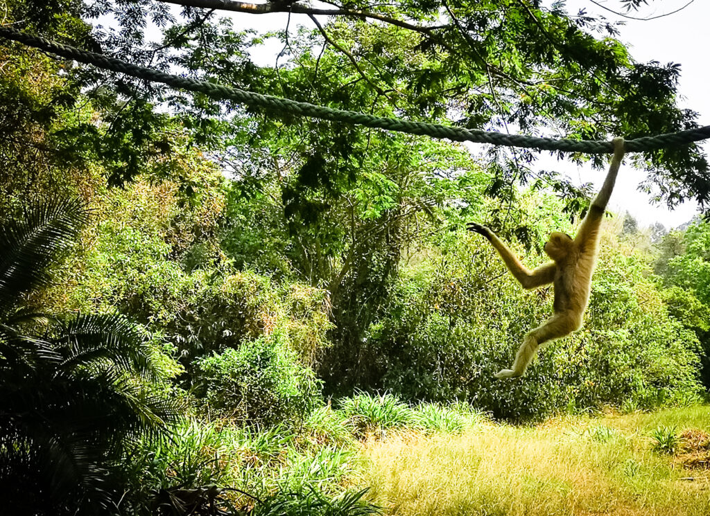 Monkeying around at Monkeyland KZN - 5 Star Stories